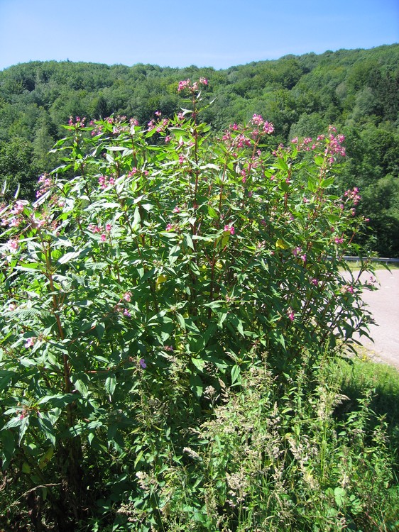 Impatiens glandulifera